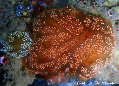 Image of Mottled Encrusting Tunicate