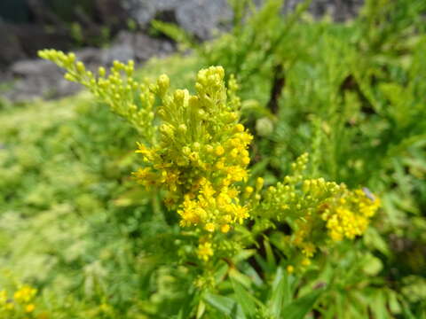 Image of Solidago azorica Hochst.