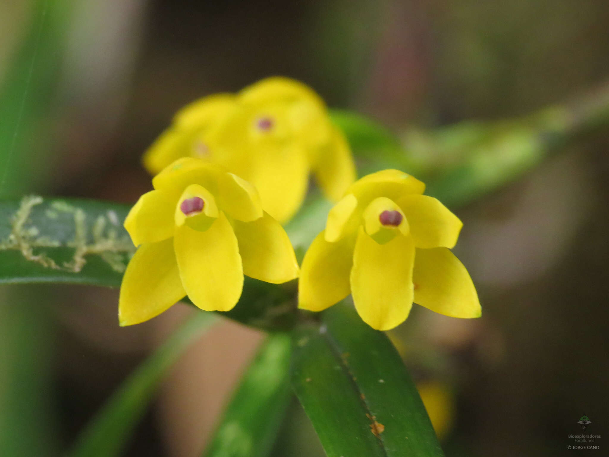 Слика од Scaphyglottis aurea (Rchb. fil.) Foldats