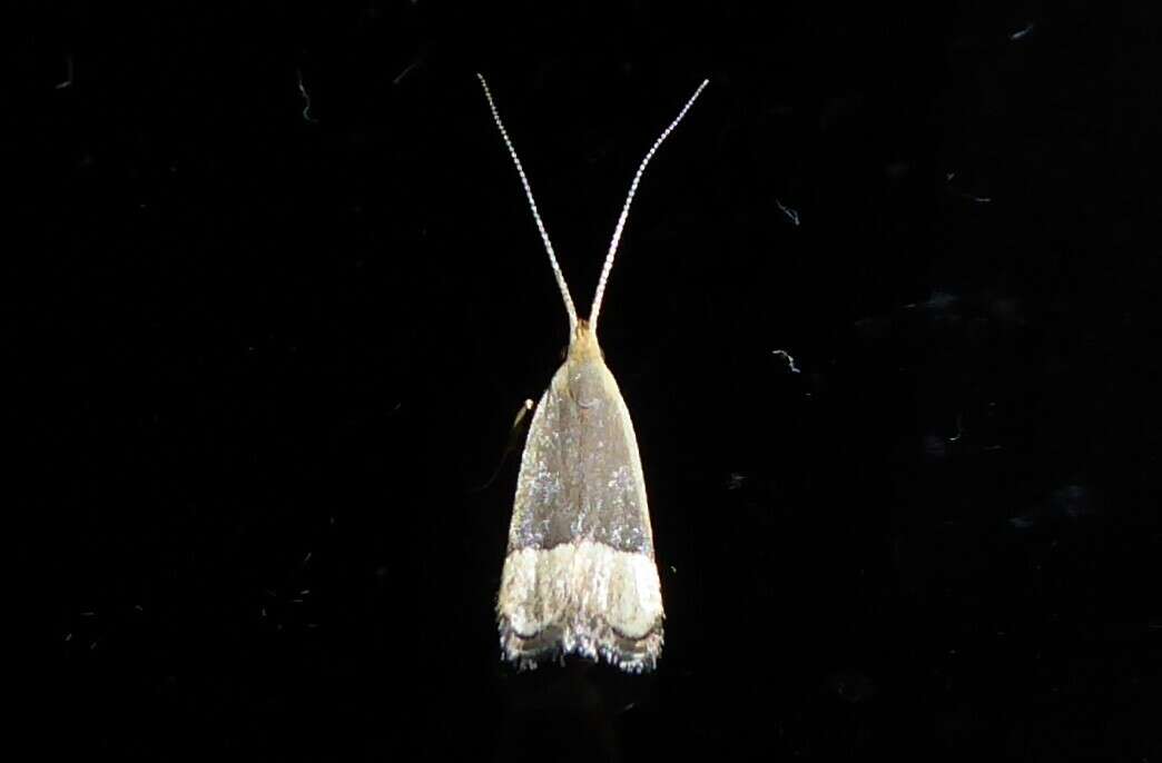 Image of Sarisophora tenella Turner 1919