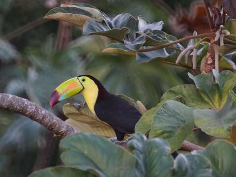 Image of Keel-billed Toucan