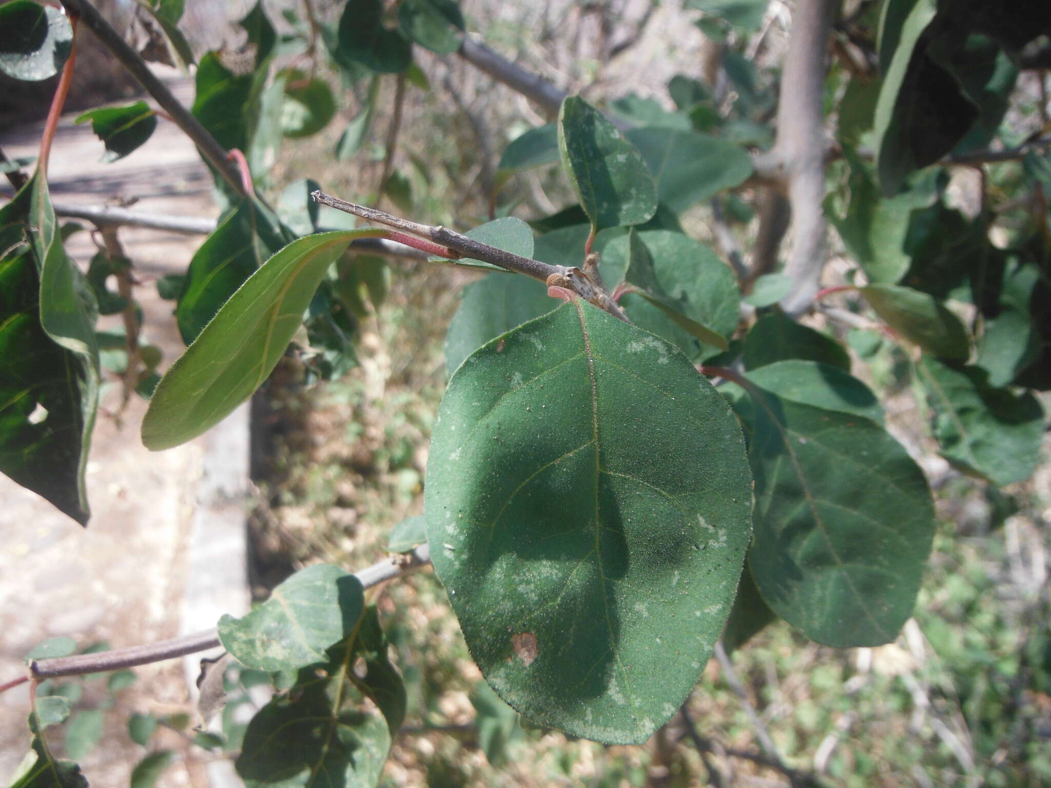 Image de Pisonia capitata (S. Wats.) Standl.