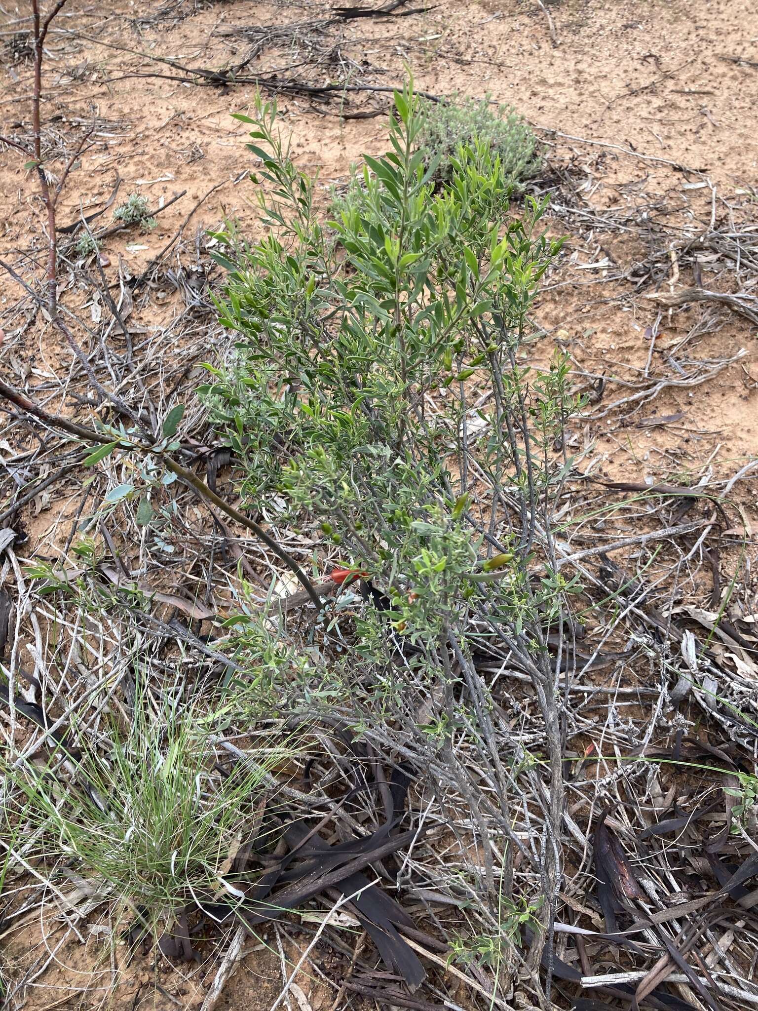 Image of Eremophila decipiens subsp. decipiens