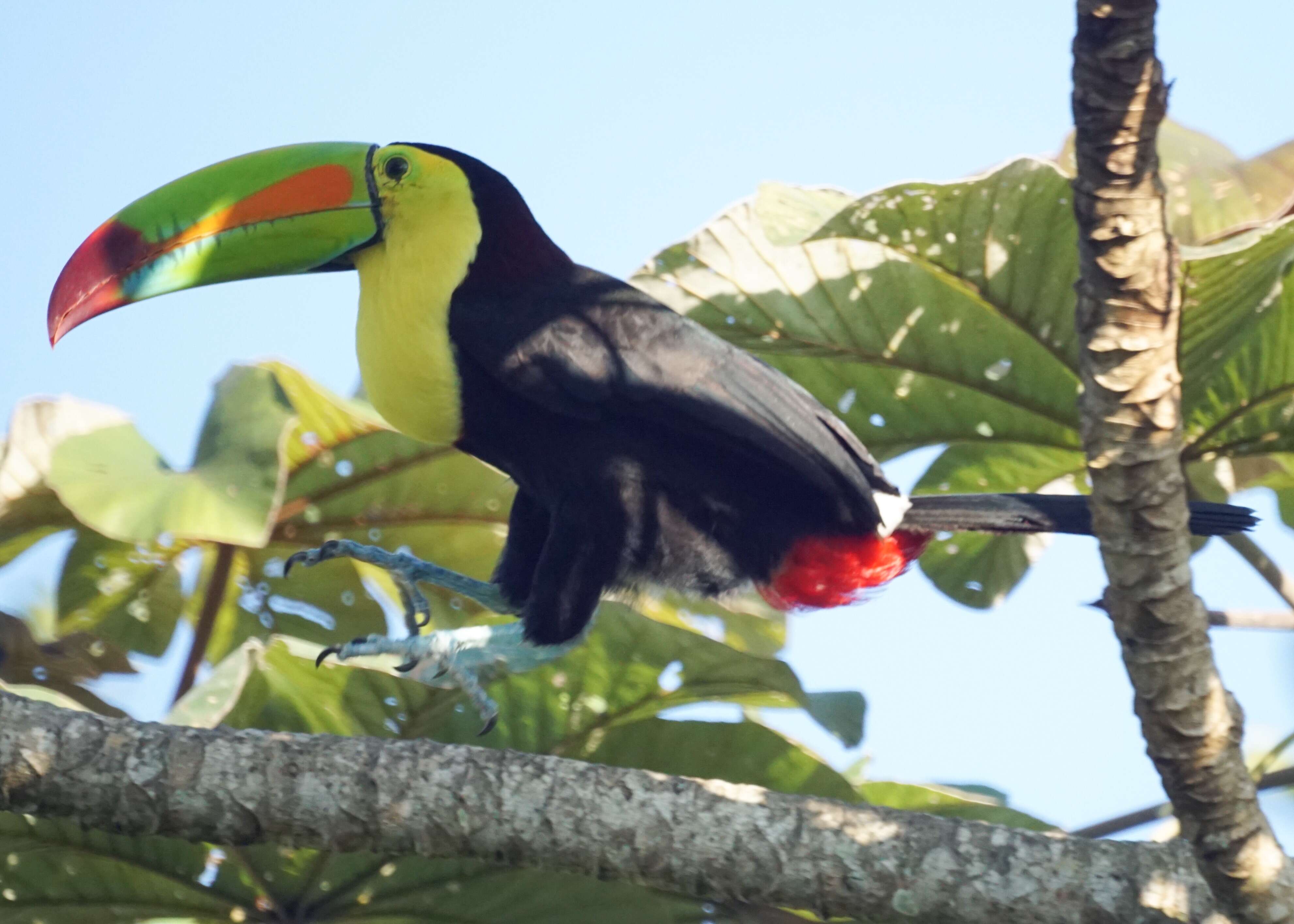 Image of Keel-billed Toucan