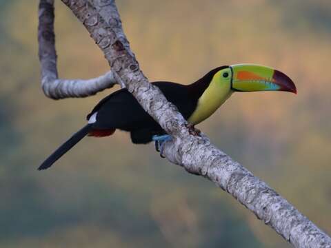 Image of Keel-billed Toucan