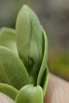 Image of Veronica vernicosa Hook. fil.