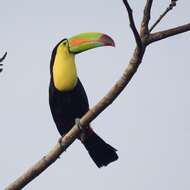 Image of Keel-billed Toucan