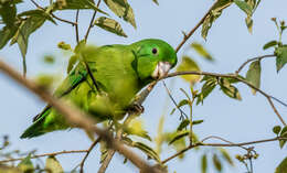 صورة Forpus conspicillatus caucae (Chapman 1915)