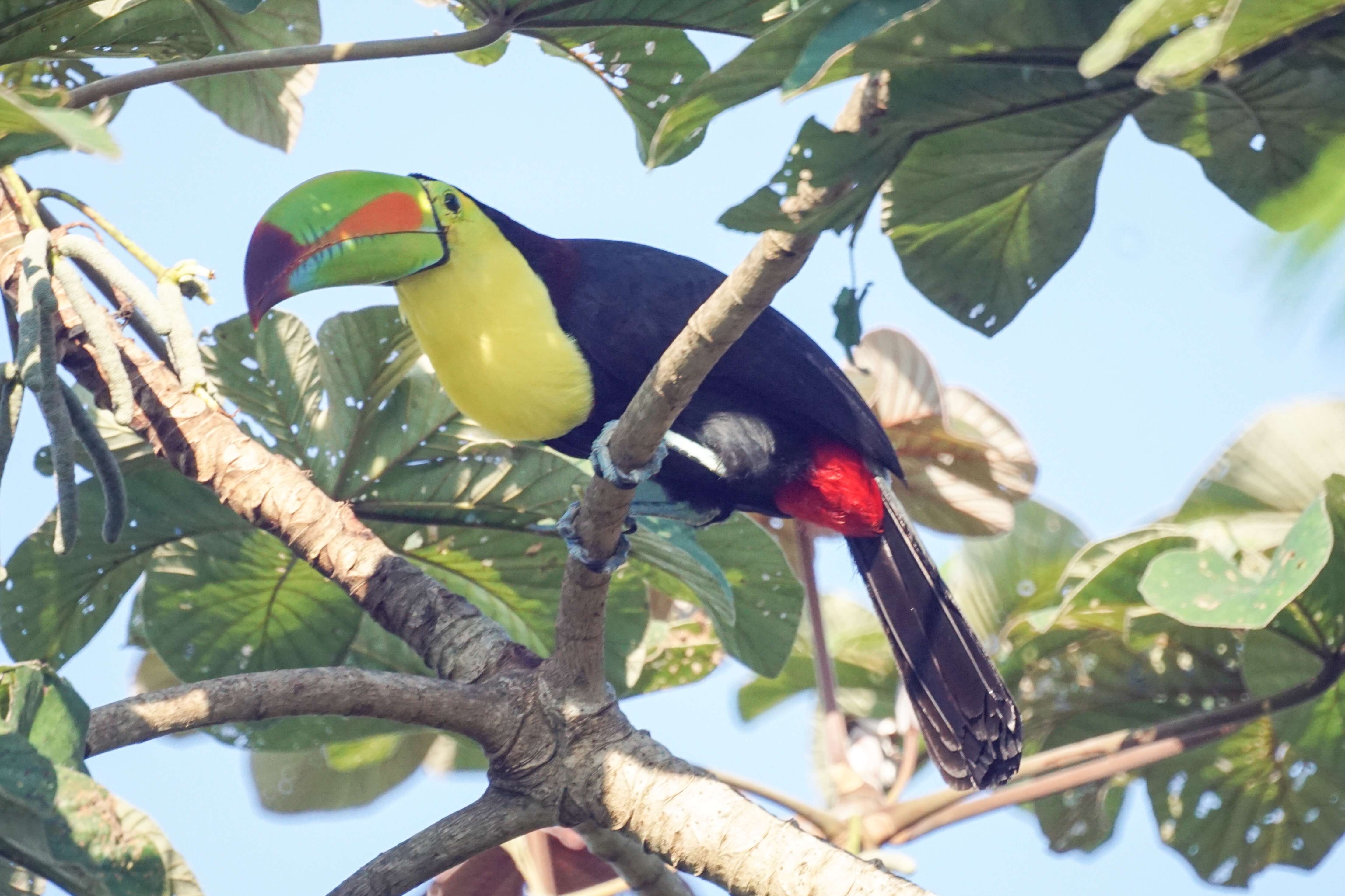 Image of Keel-billed Toucan