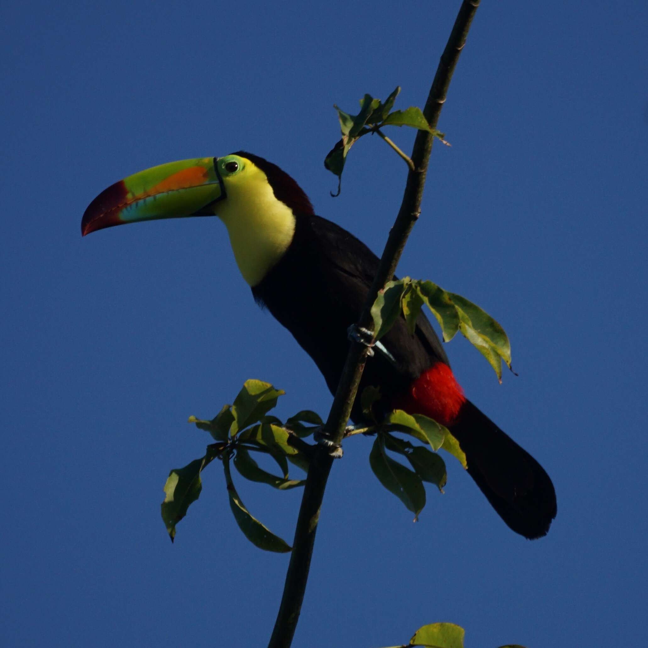 Image of Keel-billed Toucan