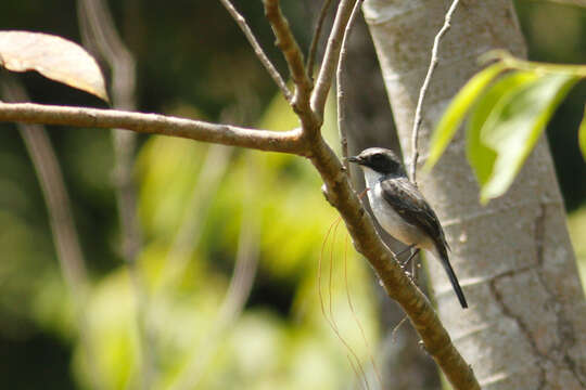 Image of Grey Bush Chat