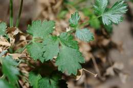 صورة Pimpinella tragium subsp. lithophila (Schischkin) Tutin