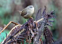 Image of Pacific Wren