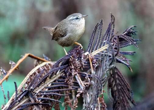 صورة Troglodytes pacificus Baird & SF 1864