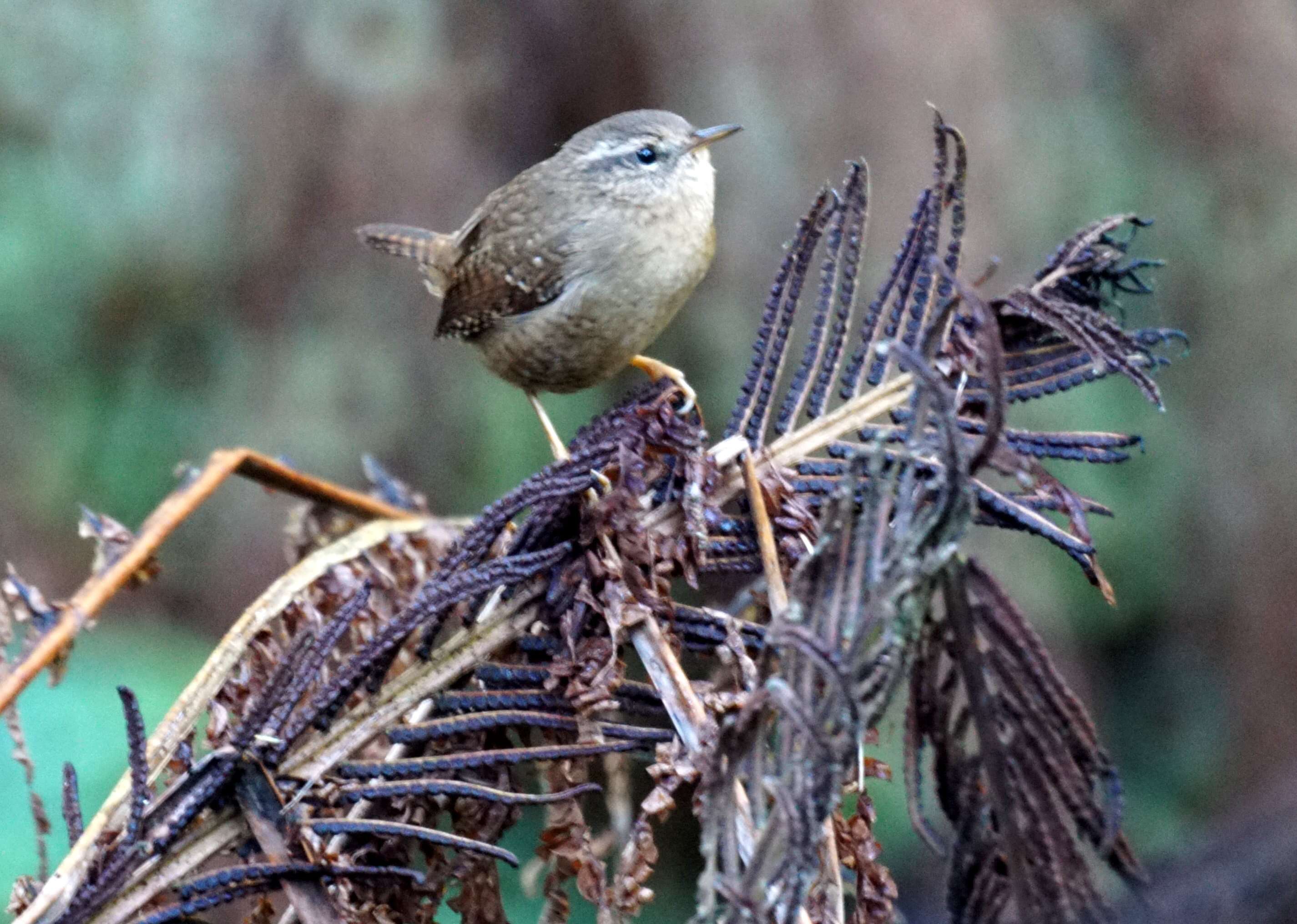 Image of Pacific Wren