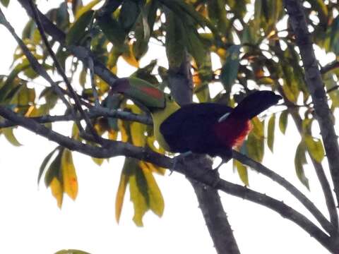 Image of Keel-billed Toucan