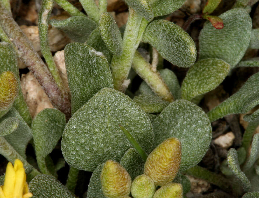 Image of Physaria kingii subsp. kingii