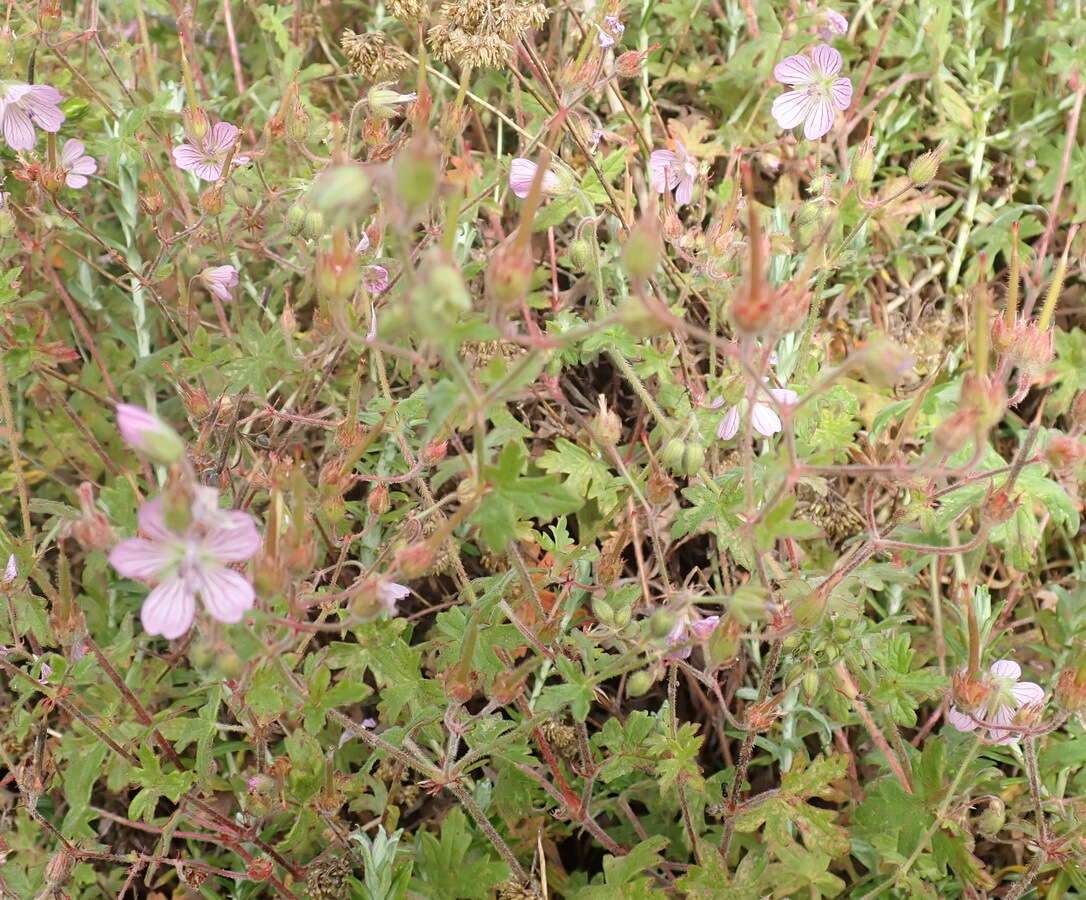 Imagem de Geranium ornithopodon Eckl. & Zeyh.