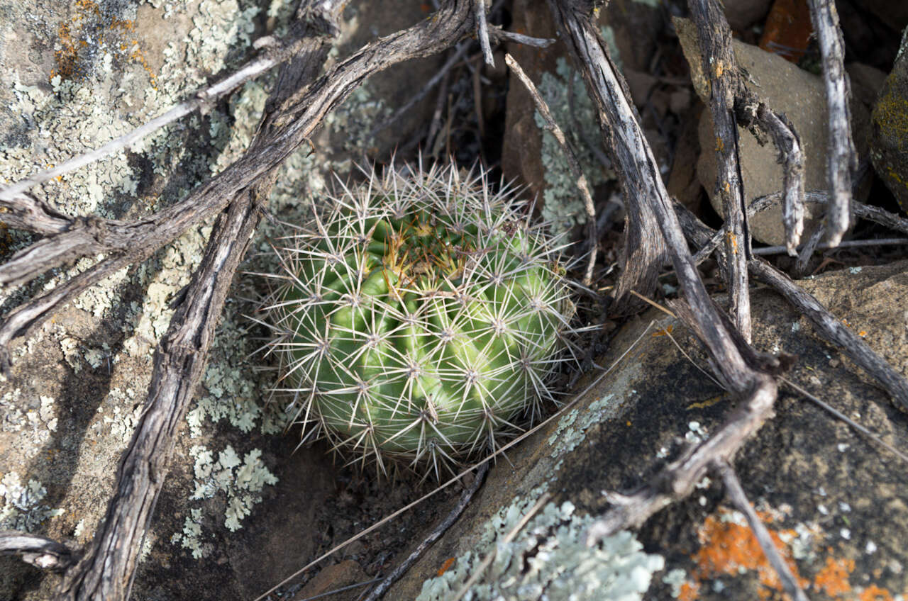 Echinopsis mamillosa Gürke resmi