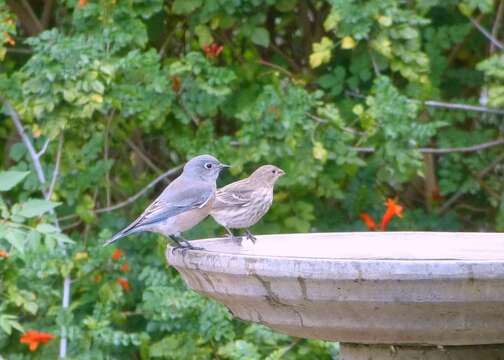 Image of Western Bluebird