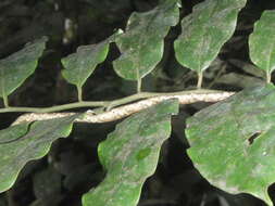 Image of Usambara vine snake