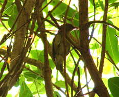 Image of Seychelles Grey White-eye