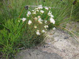 Image of Pimelea lehmanniana Meissn.