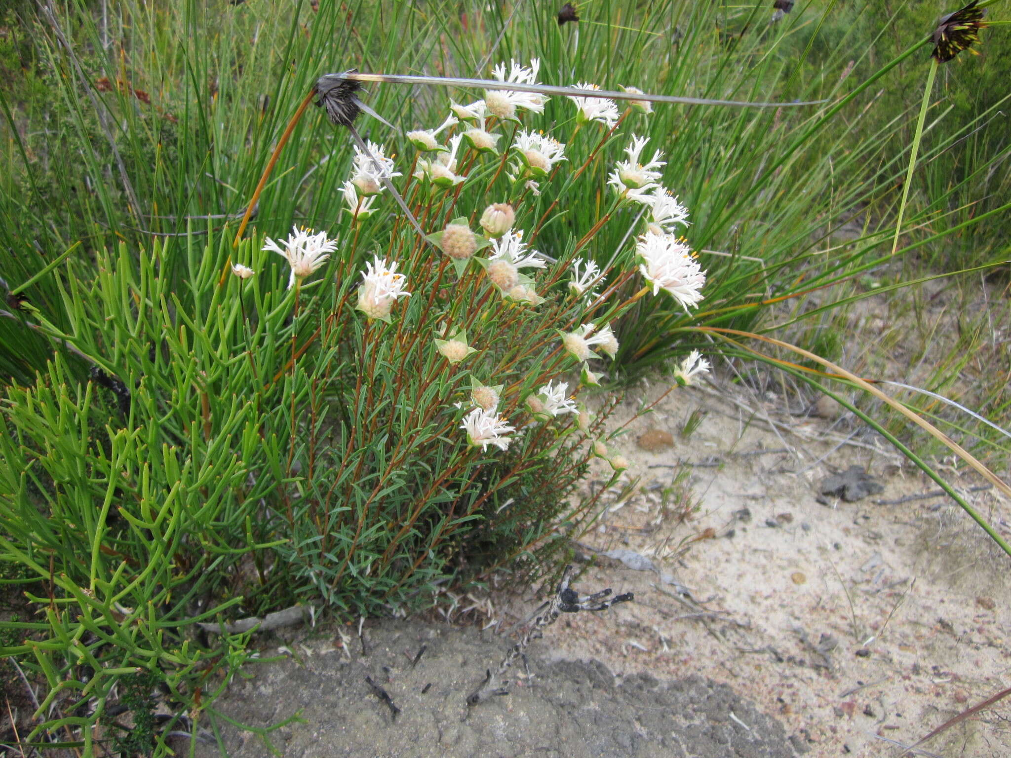 Image of Pimelea lehmanniana Meissn.