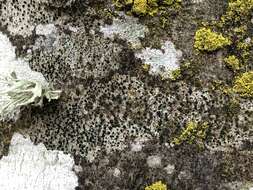 Image of lecidella lichen