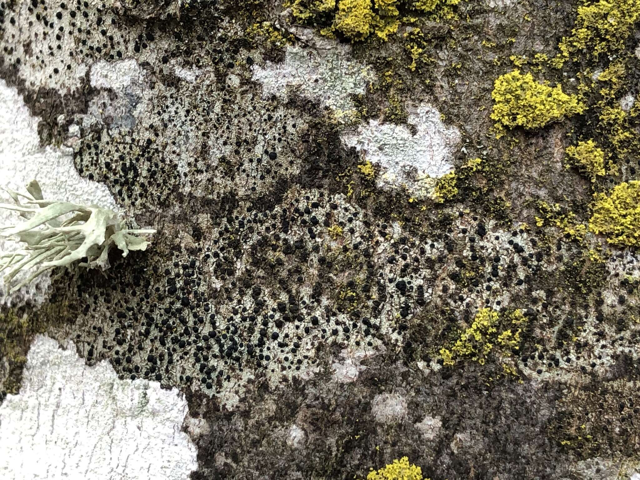 Image of lecidella lichen