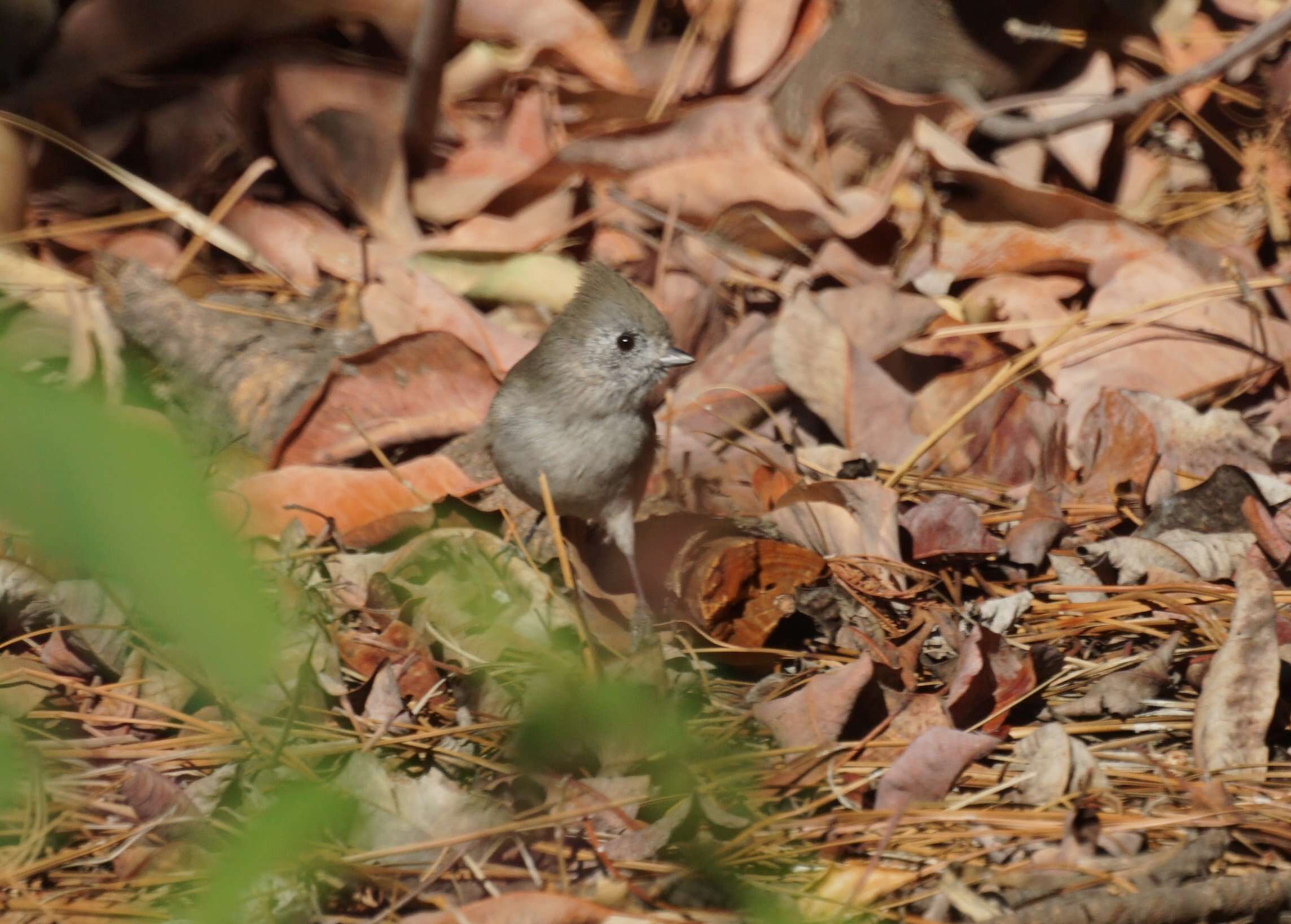 Image of Oak Titmouse