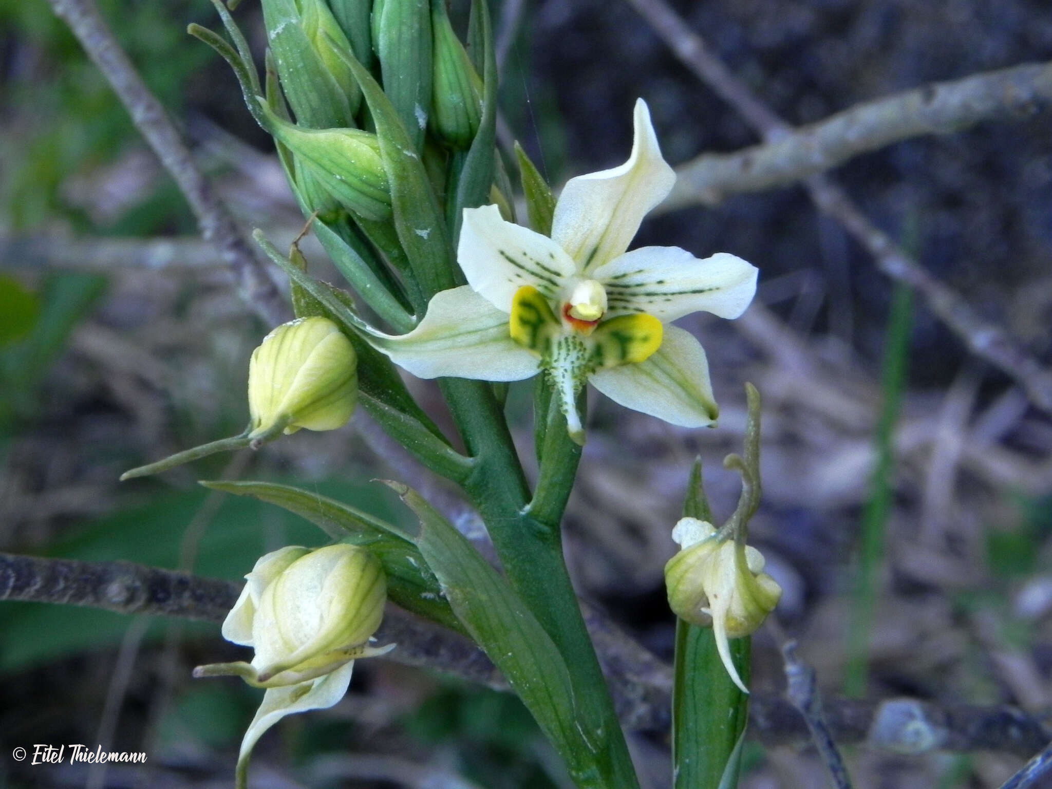 Image of Gavilea araucana (Phil.) M. N. Correa