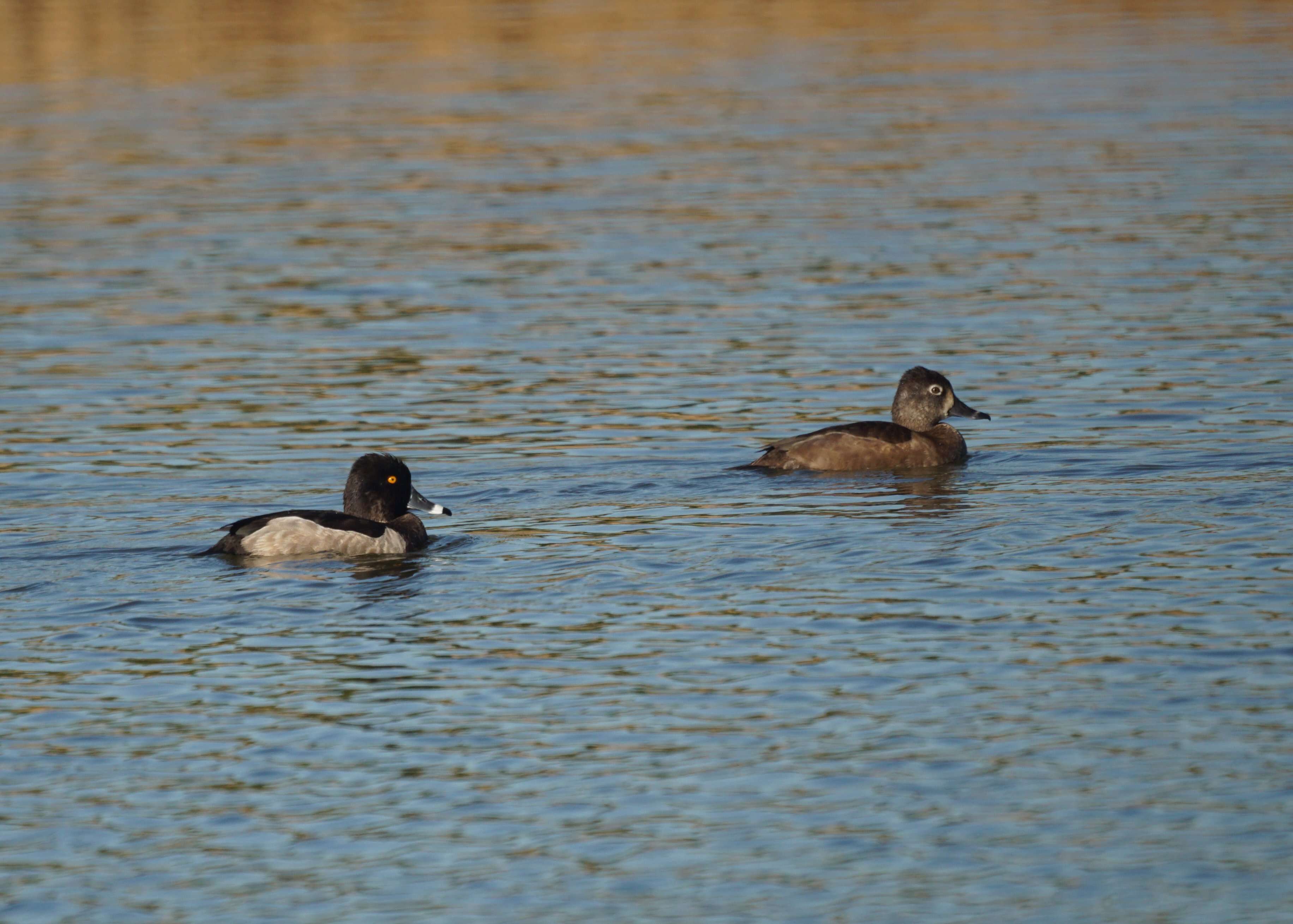 Image of Ring-necked Duck
