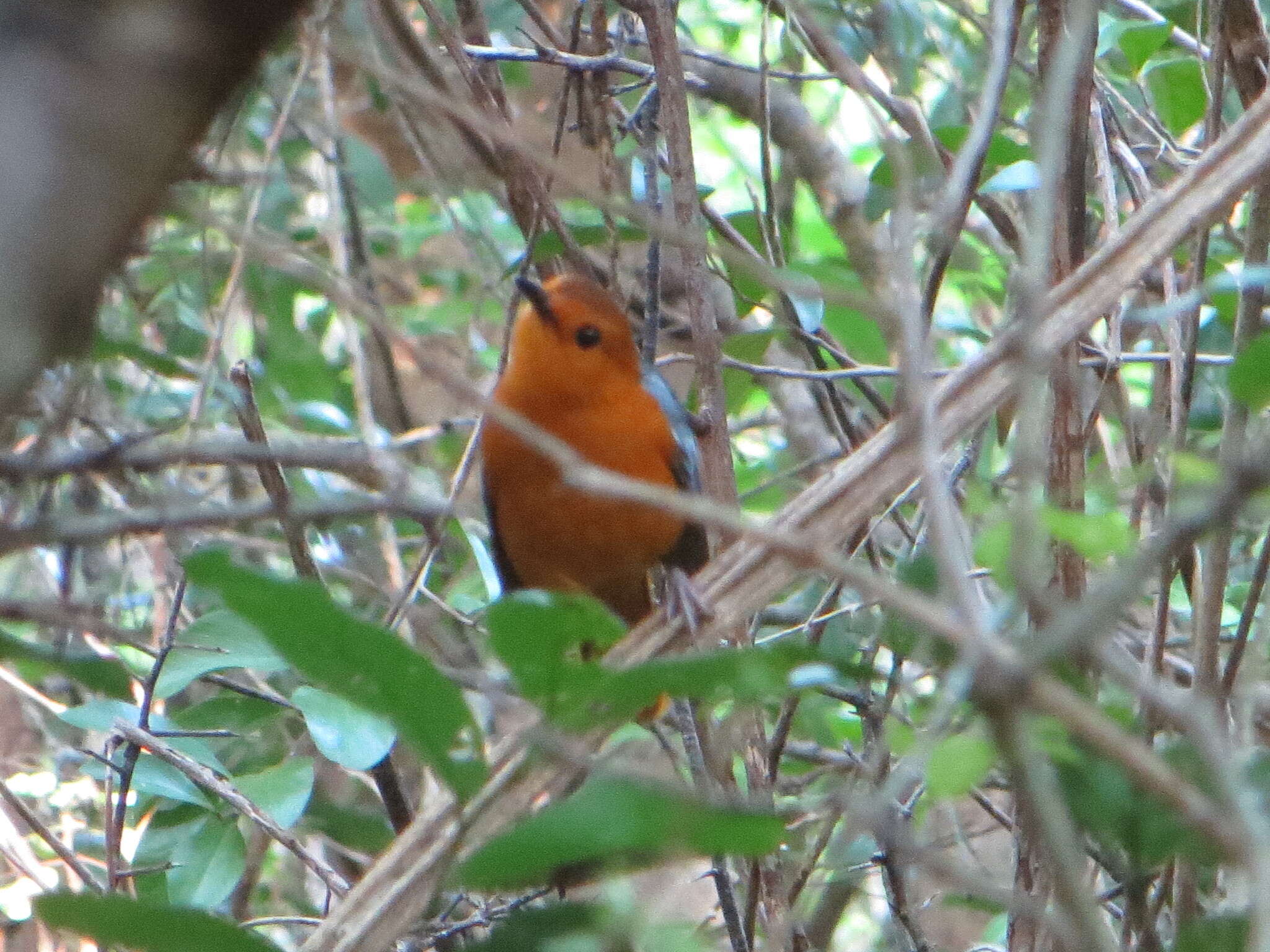 صورة Cossypha natalensis Smith & A 1840