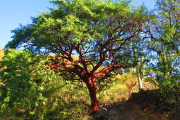 Plancia ëd Bursera morelensis Ramirez