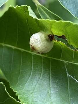 Image de Phylloxera texana Stoetzel 1981