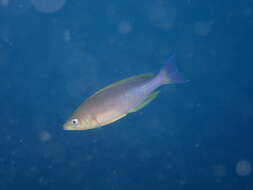 Image of Cyprichromis coloratus Takahashi & Hori 2006