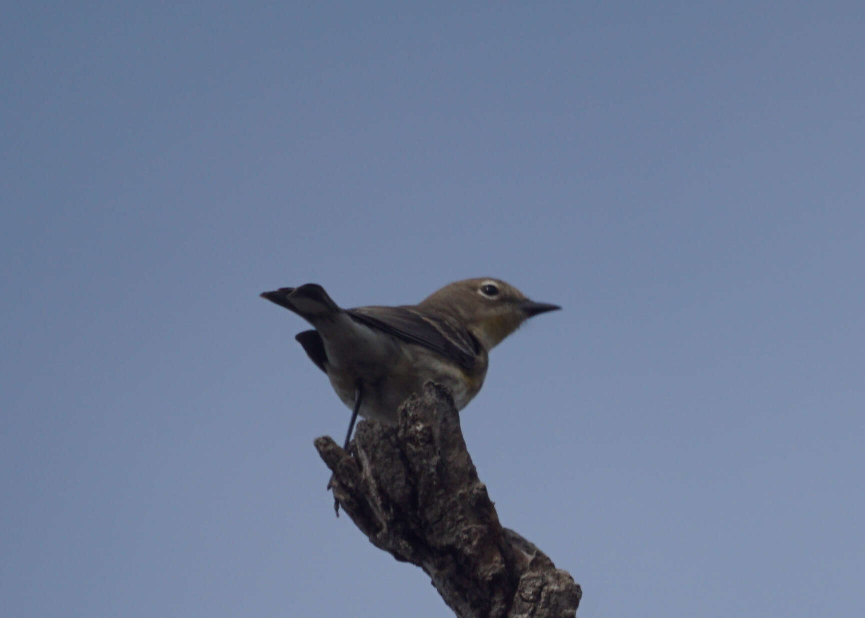 Image of goldcrests and kinglets