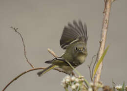 Image of goldcrests and kinglets