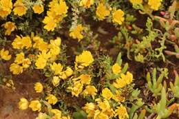 Image of Oedera humilis (Less.) N. G. Bergh