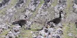 Image of Branta canadensis occidentalis (Baird & SF 1858)