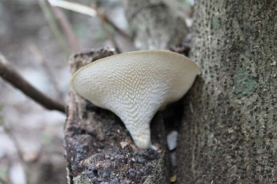 Image of Neofavolus cremeoalbidus Sotome & T. Hatt. 2013