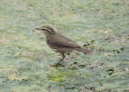 Image of Northern Waterthrush