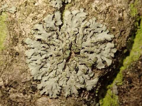 Image of wreath lichen