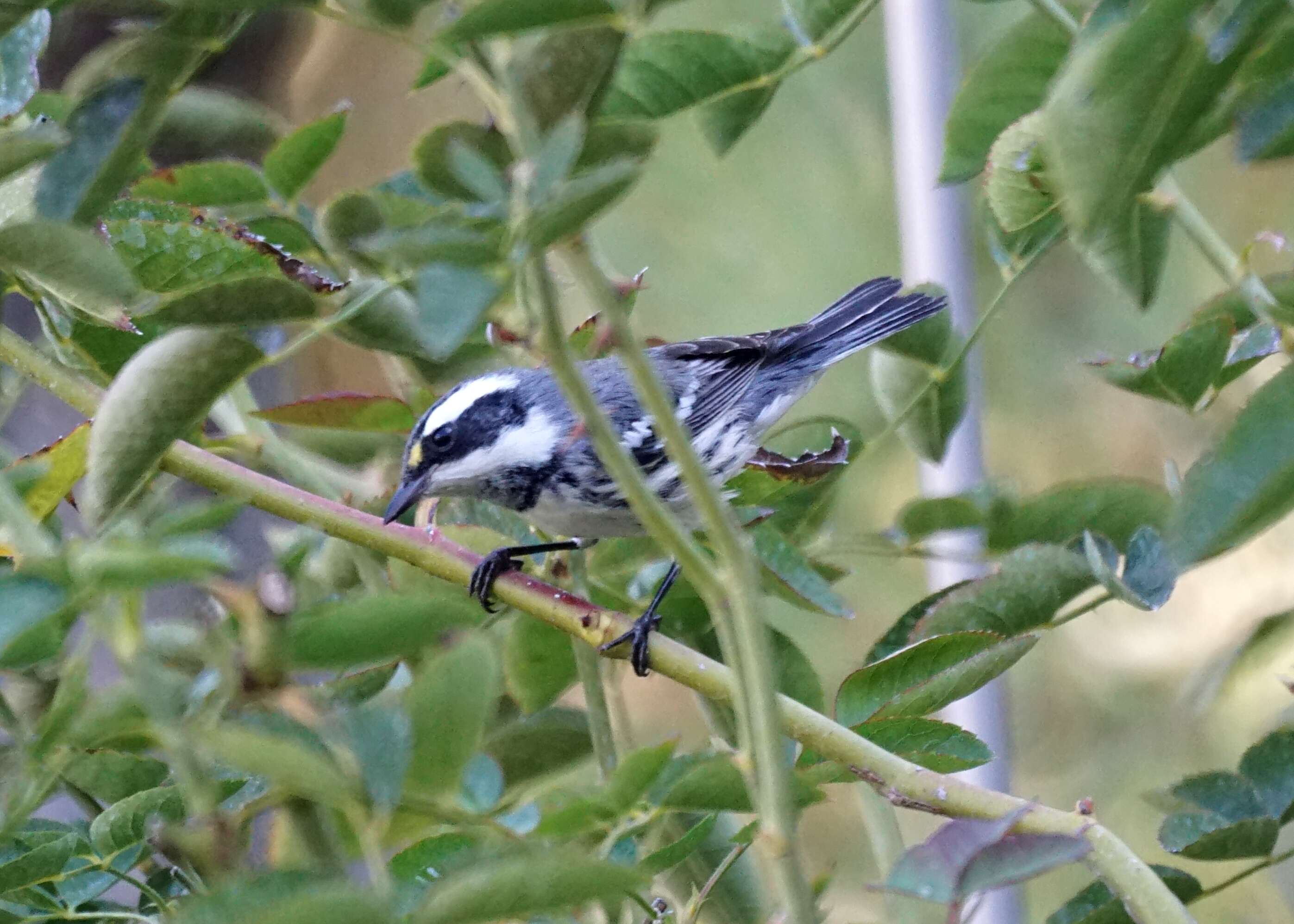 Image of Black-throated Grey Warbler