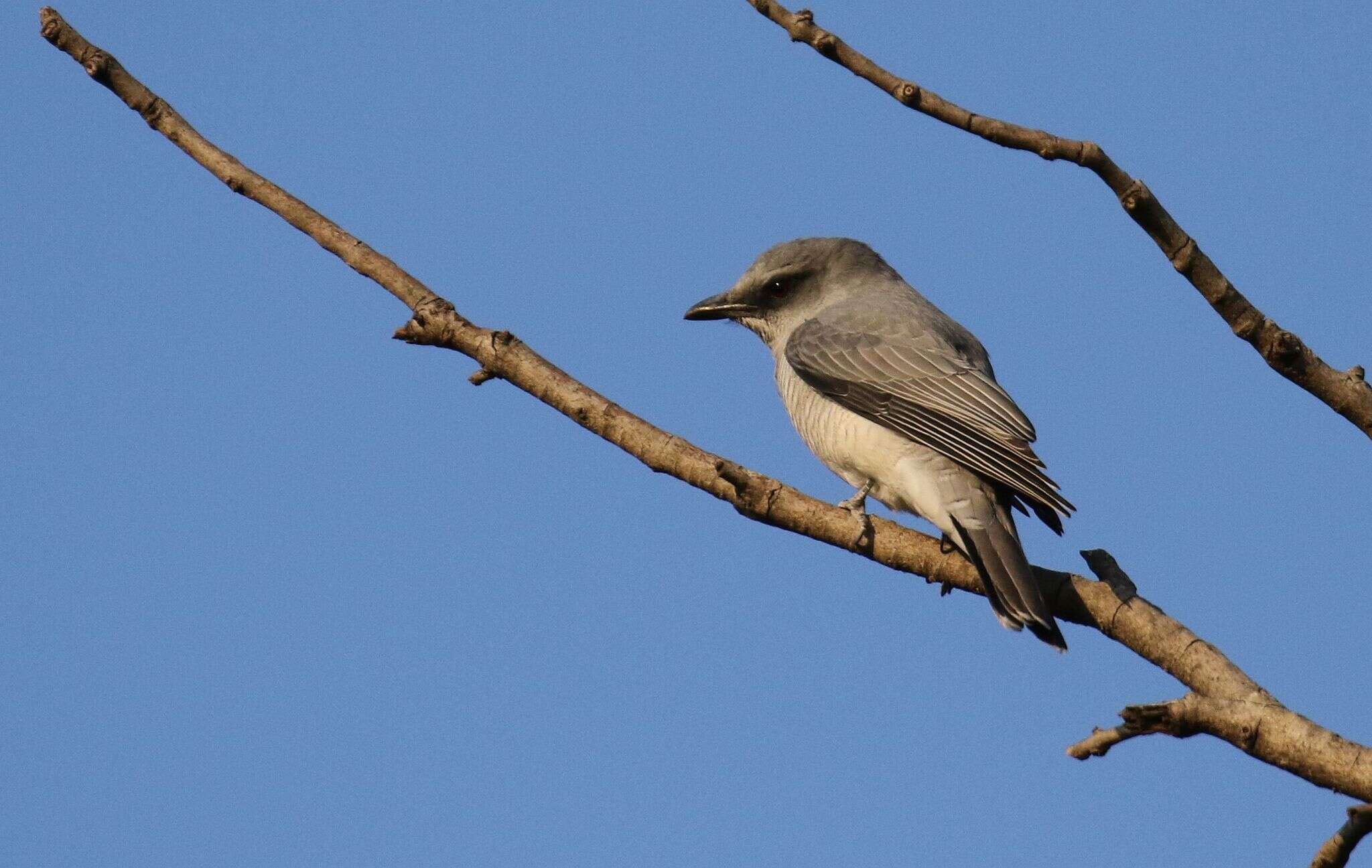 Image of Large Cuckoo-shrike