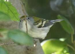 Image of Chestnut-sided Warbler