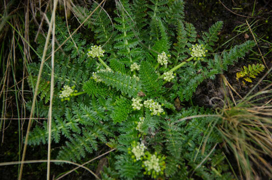 Слика од Haplosciadium abyssinicum Hochst.