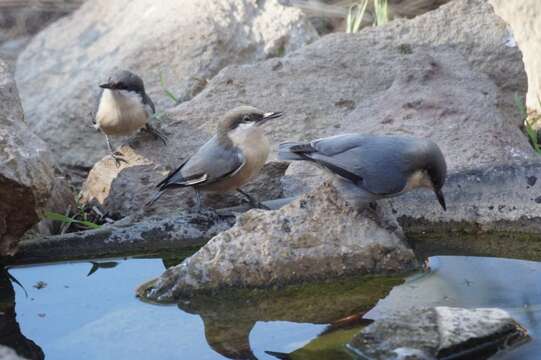 Image of Pygmy Nuthatch