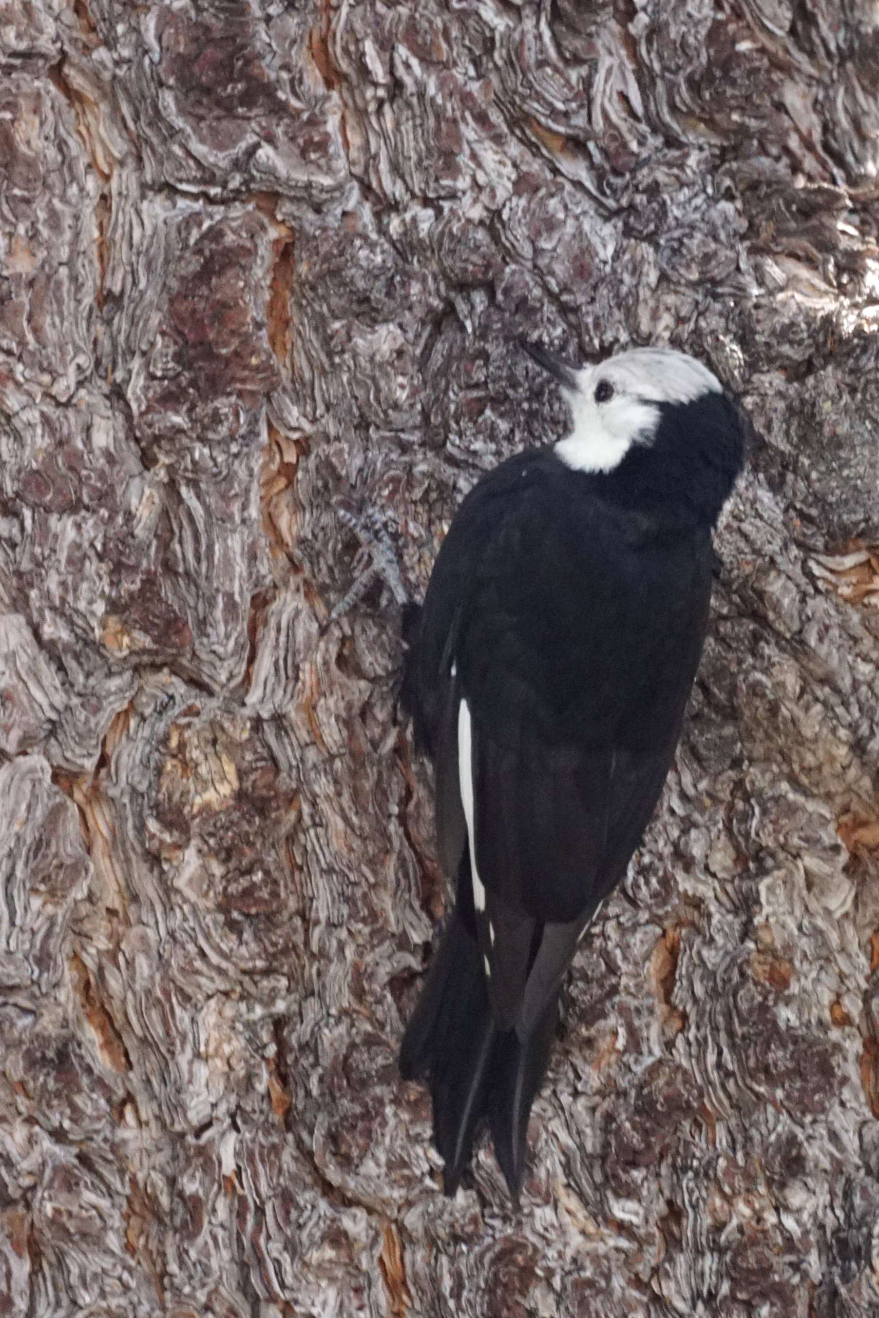 Image of White-headed Woodpecker
